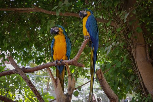 Free Two colorful blue and yellow macaws perched on a branch surrounded by lush green foliage. Stock Photo