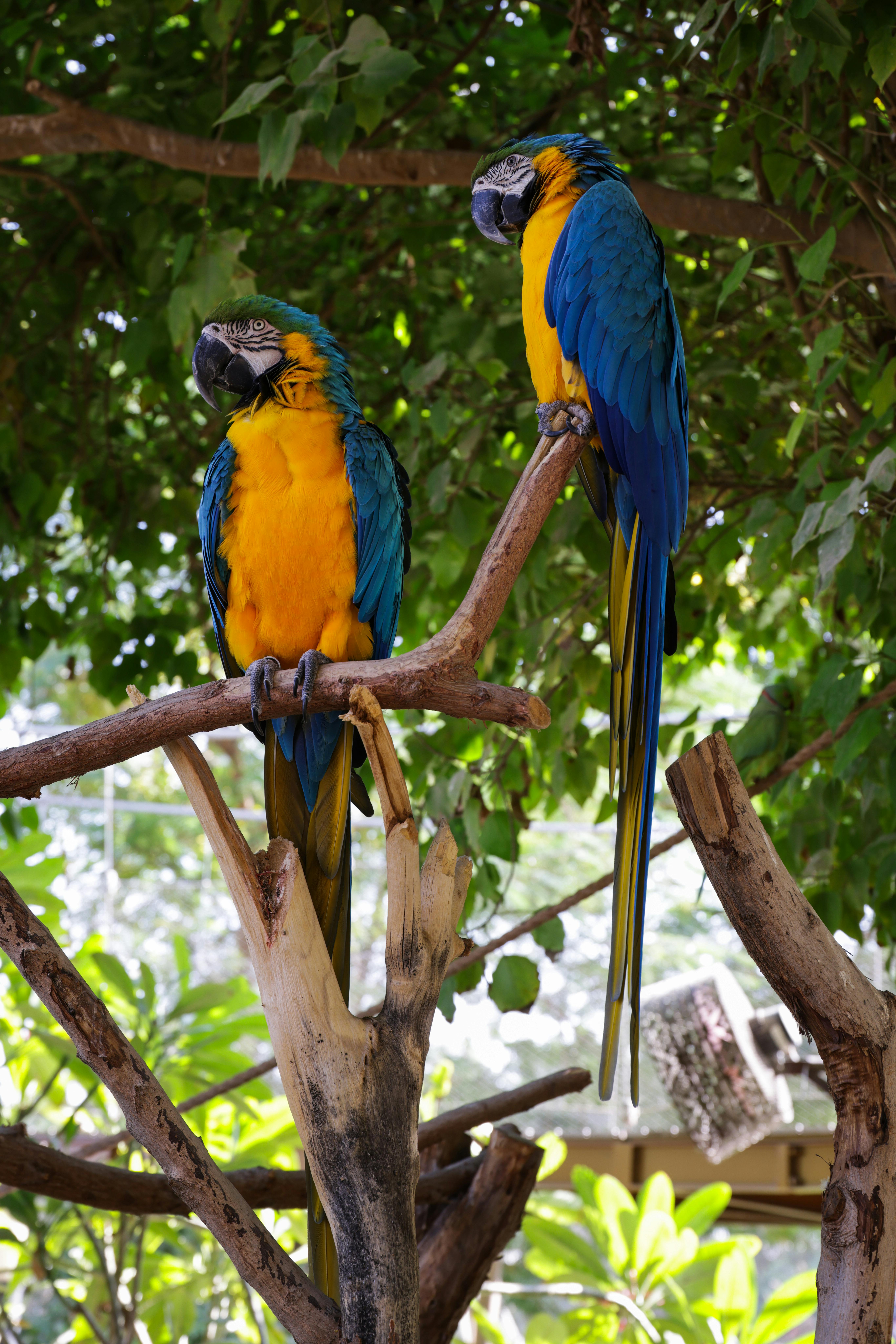 Image showcasing Vibrant Blue and Gold Macaws in Lush Habitat · Free Stock Photo
