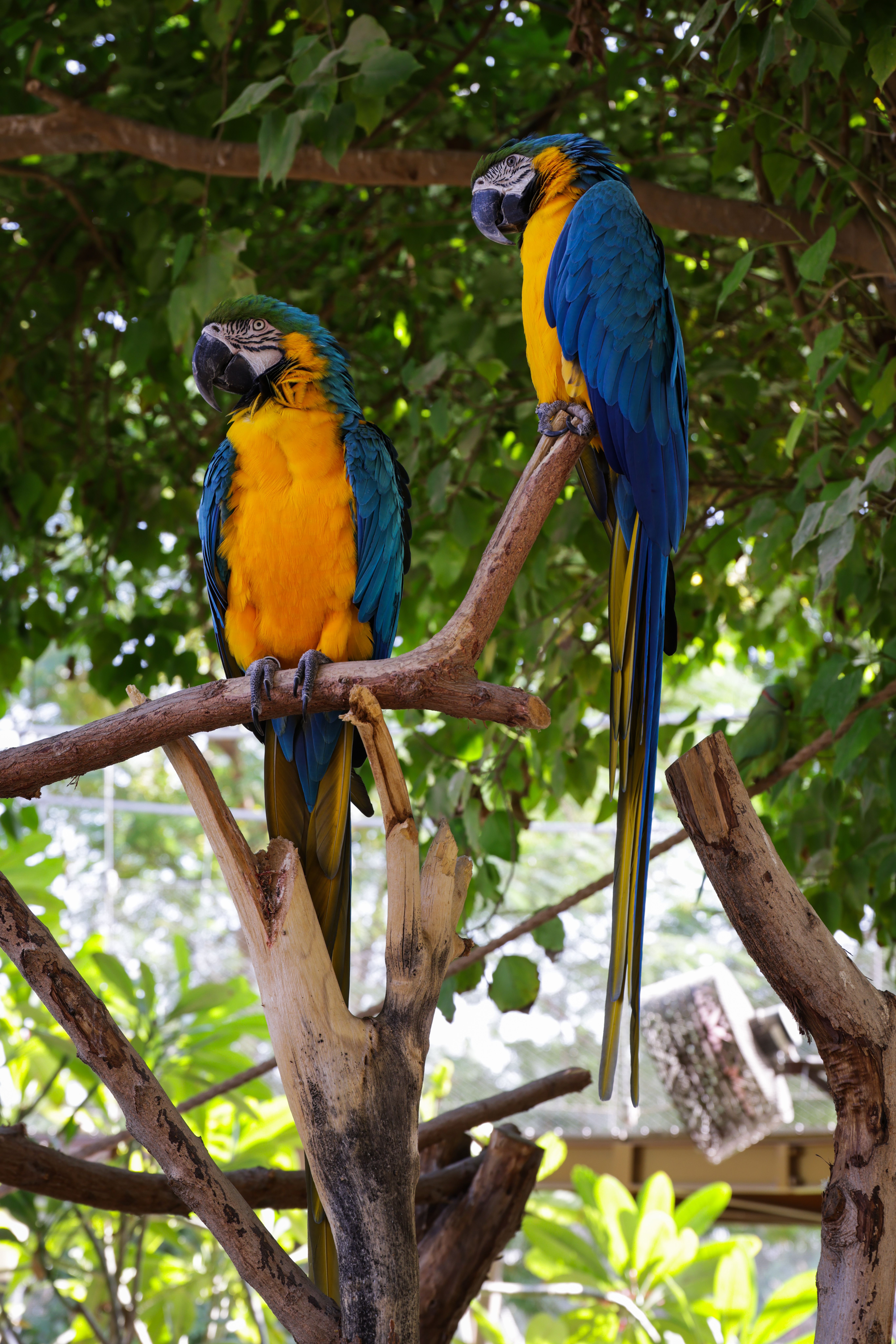 Fresh Look at Vibrant Blue And Gold Macaws In Lush Habitat