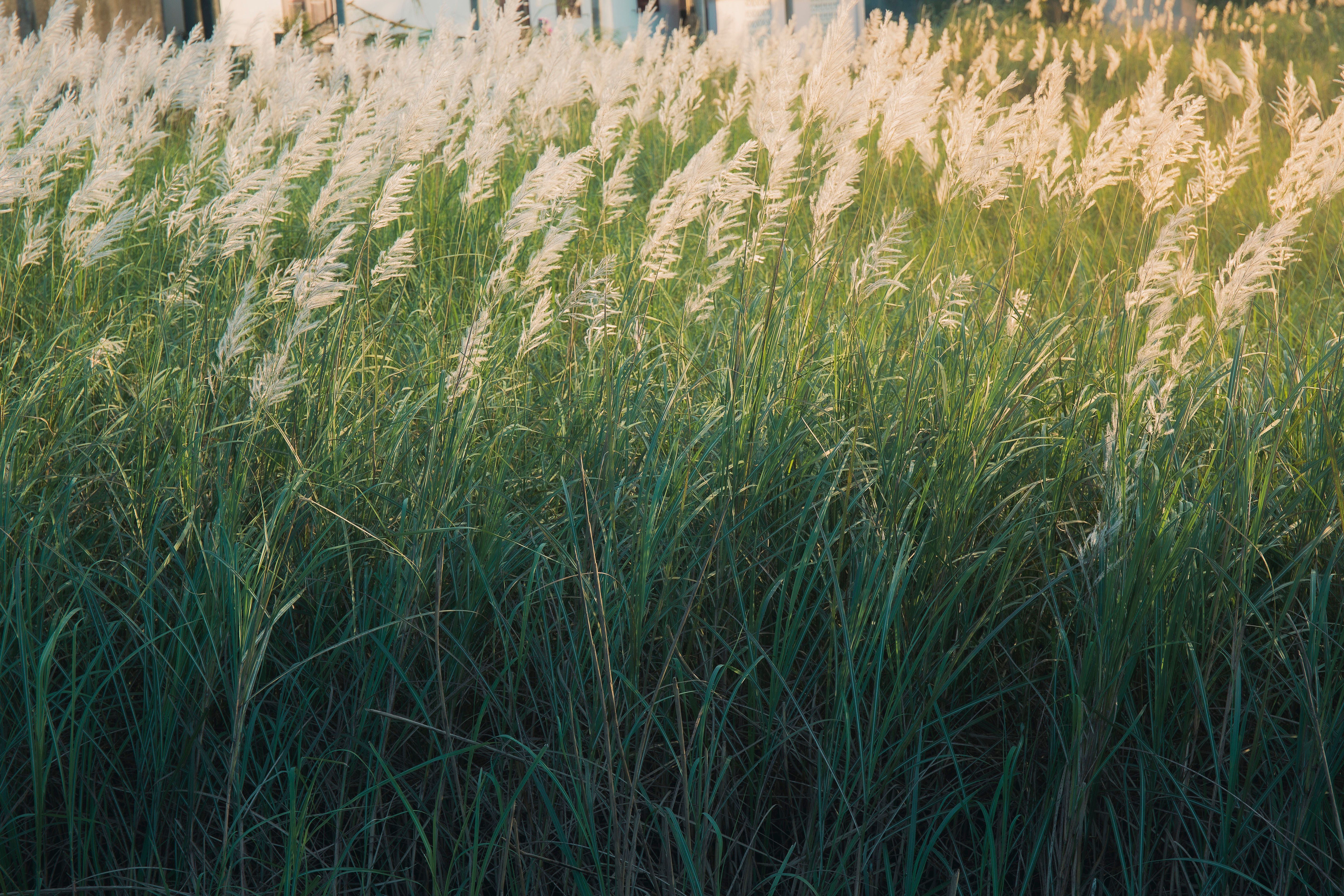 Serene view of tall green grasses illuminated by the warm glow of sunset light.