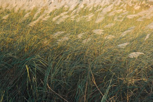A field of tall grass gently swaying in warm sunlight, creating a serene natural landscape.