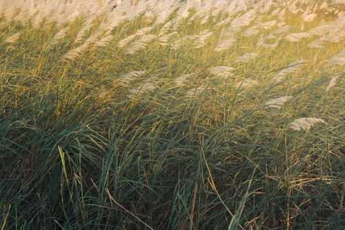 Free A field of tall grass gently swaying in warm sunlight, creating a serene natural landscape. Stock Photo