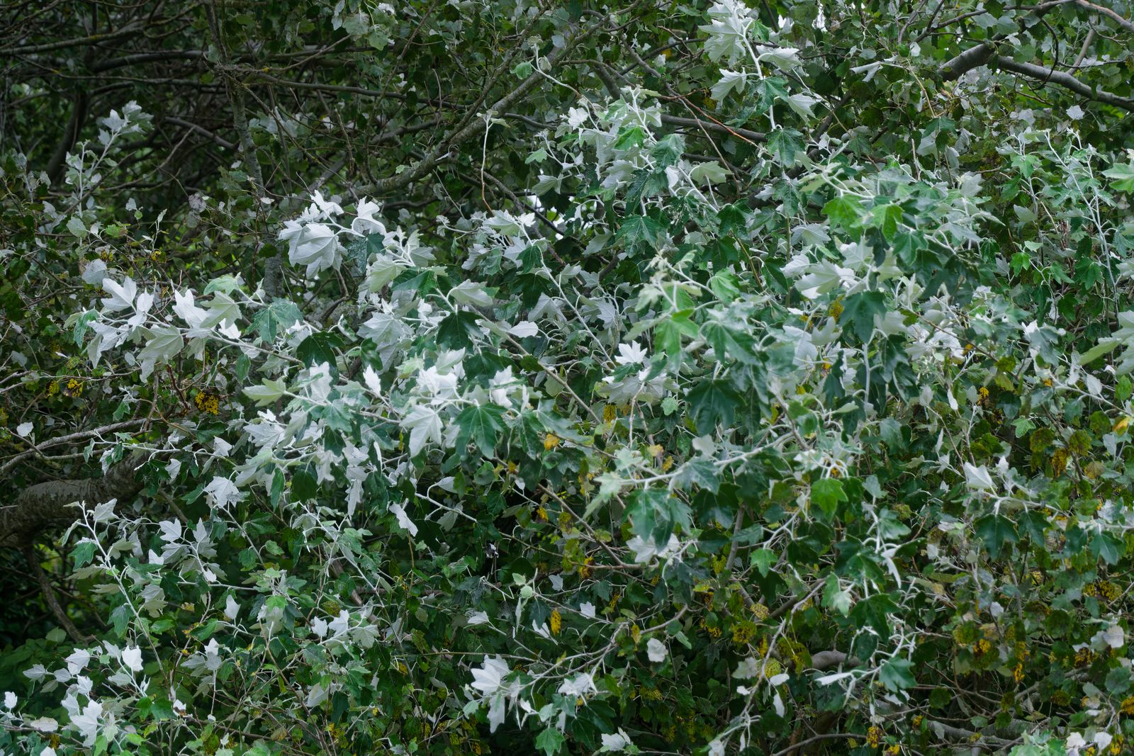 Feuillage argenté de peuplier blanc montrant le revers pâle des feuilles