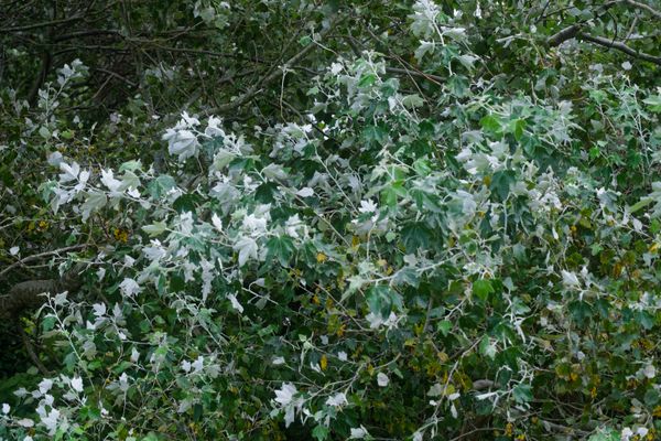Feuillage argenté de peuplier blanc montrant le revers pâle des feuilles