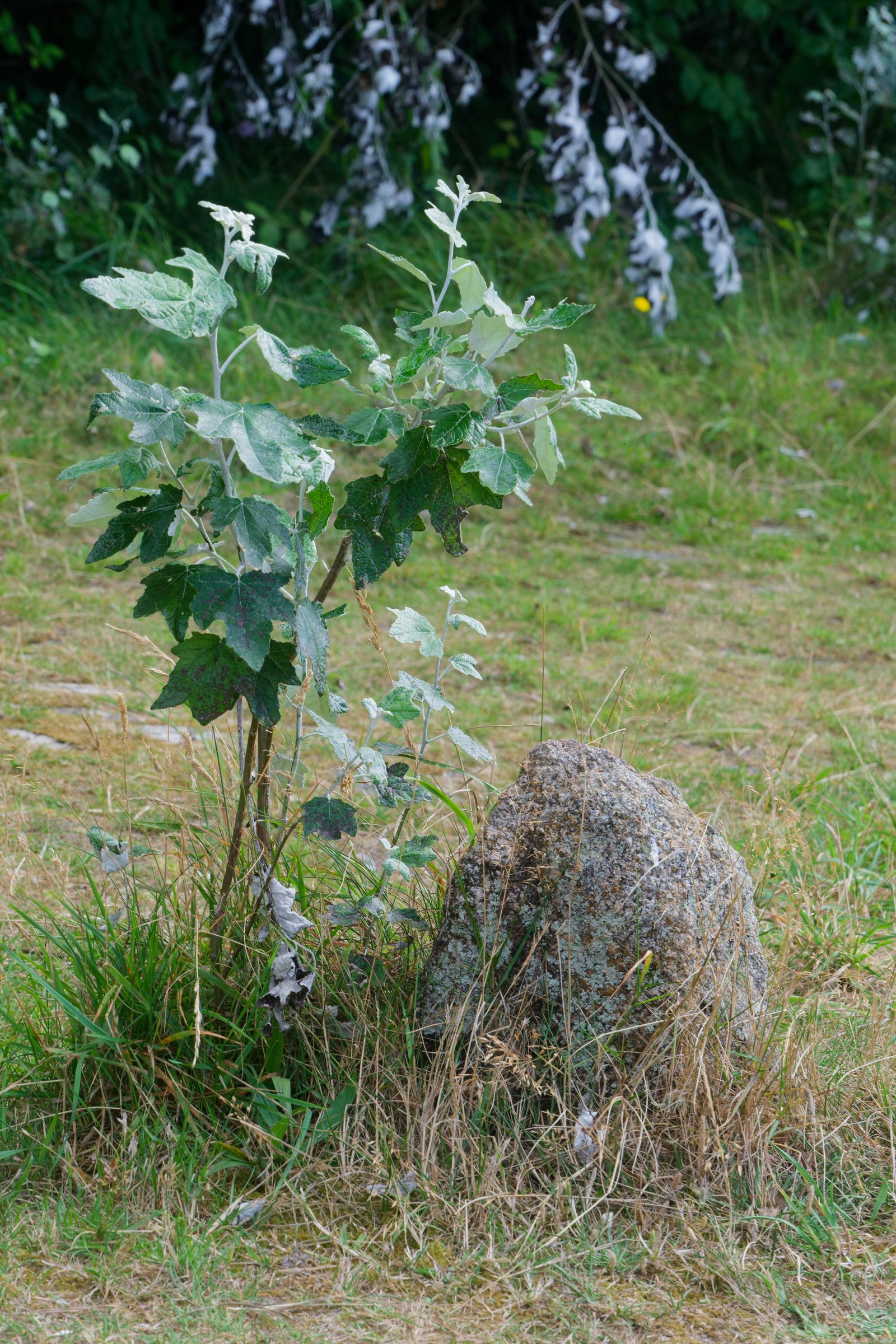 Jeune peuplier blanc poussant à côté d'un bloc de granit