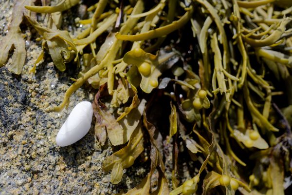 Coquillage blanc posé sur du varech vésiculeux et un rocher de granit