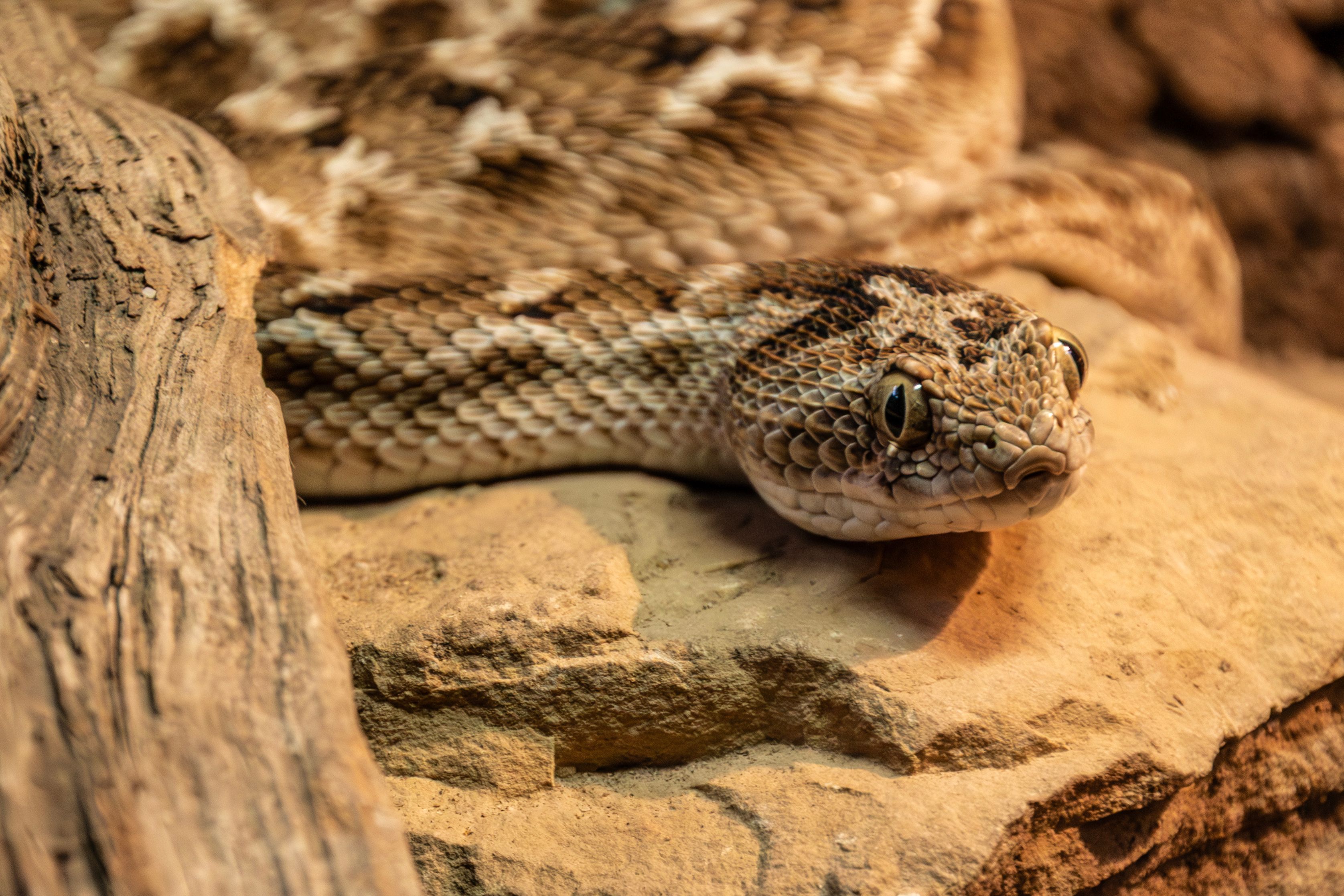 Close-up of a Western Diamondback Rattlesnake · Free Stock Photo