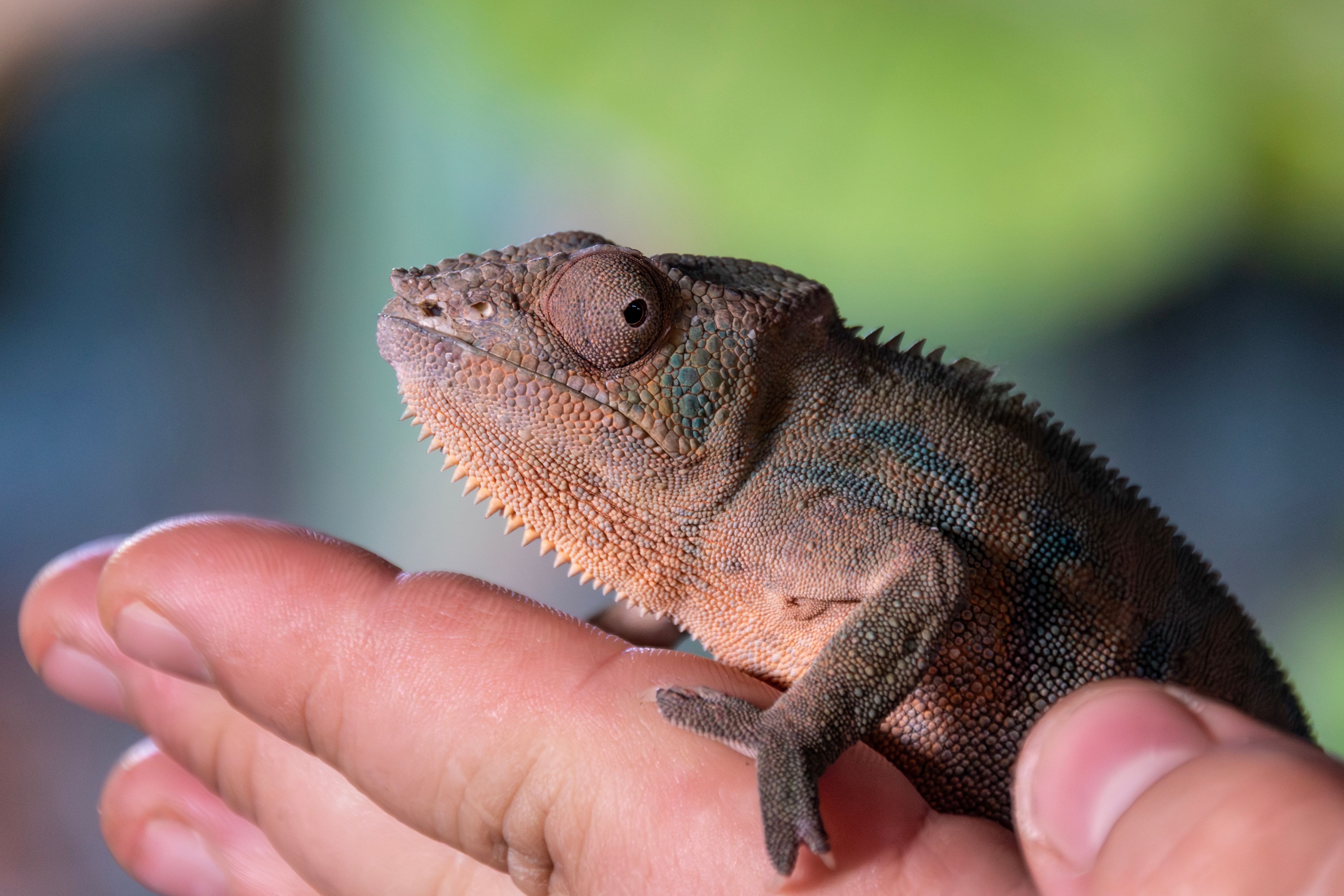 Reptiles Workshop 