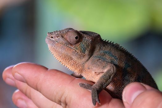 chameleon photo