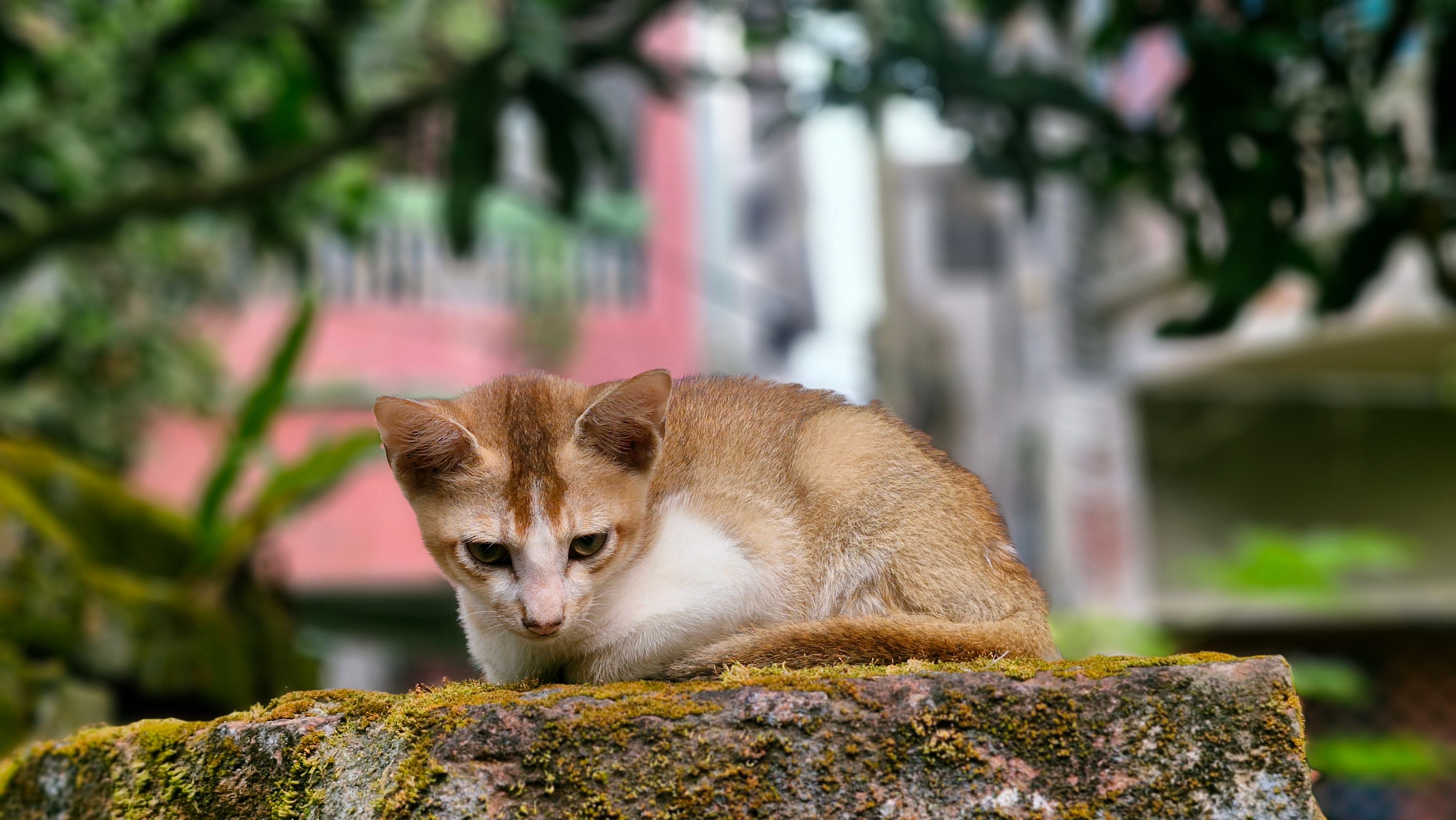A cat undergoing diagnostic blood testing at a veterinary clinic