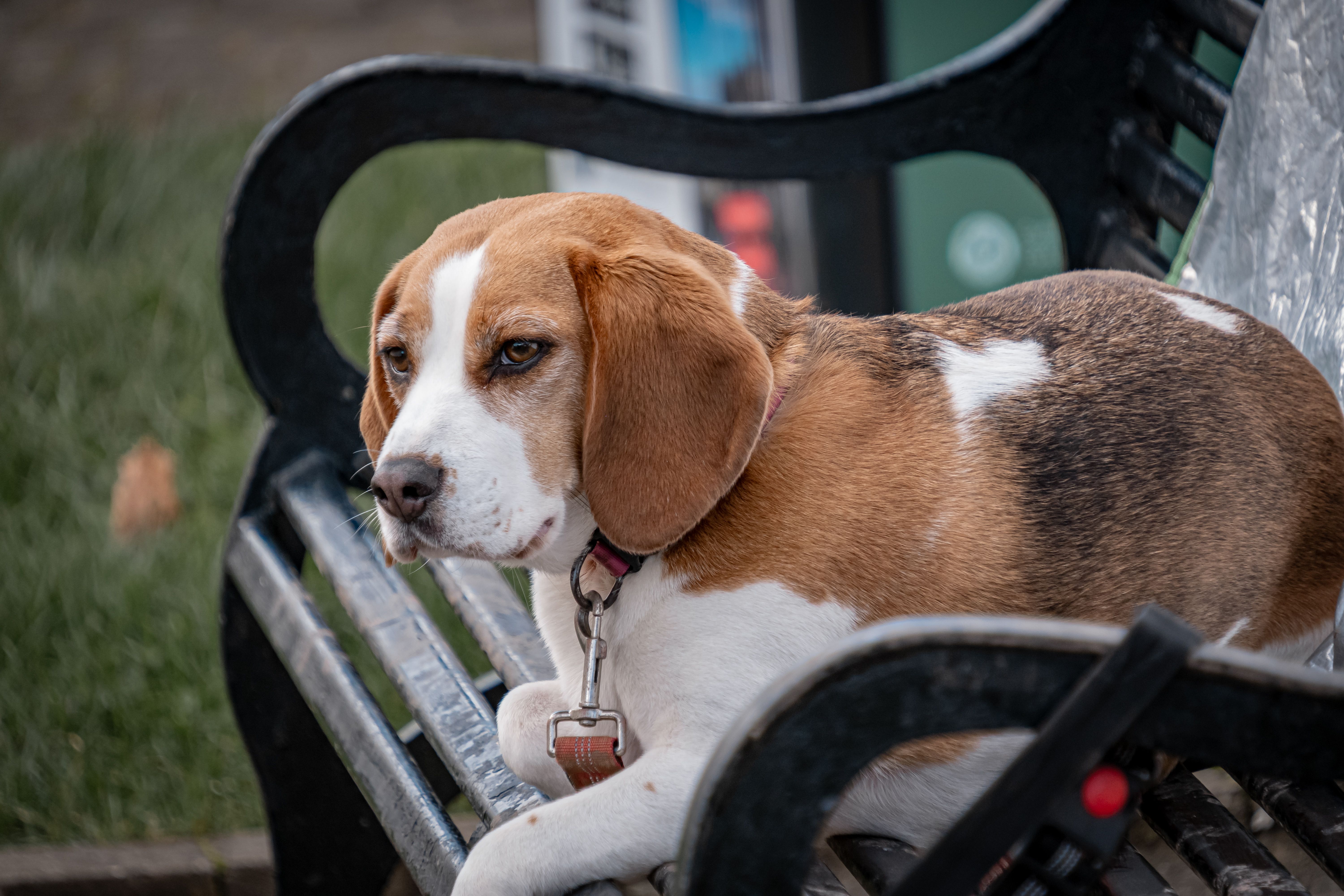 A calm beagle resting on a park bench outdoors on a pleasant day.