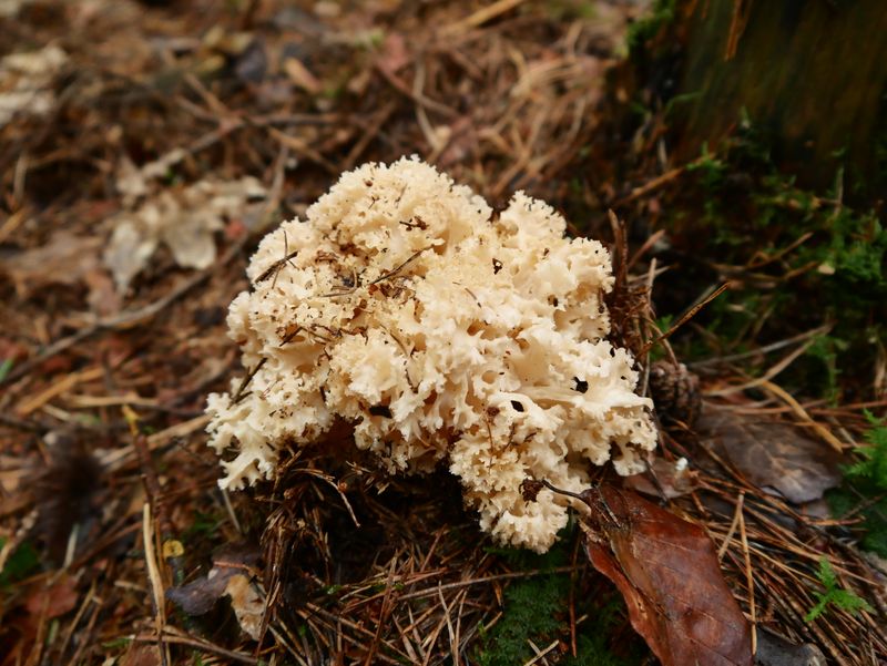 White coral fungus growing on a forest floor — similar in appearance to lion's mane mushroom.