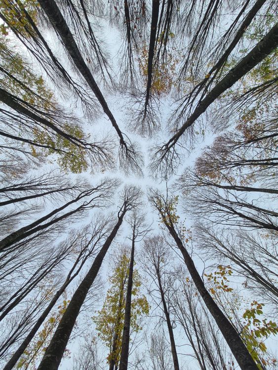 Looking Up at Tall Trees in a Forest Canopy · Free Stock Photo