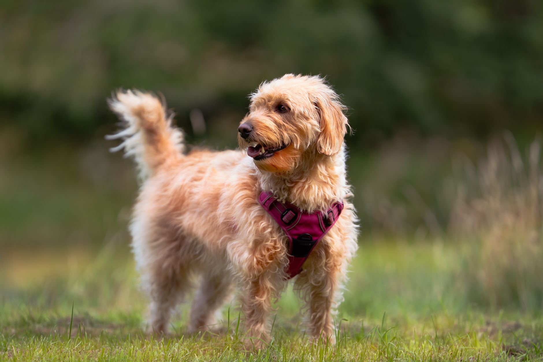 Popular Miniature Lab Crossbreeds