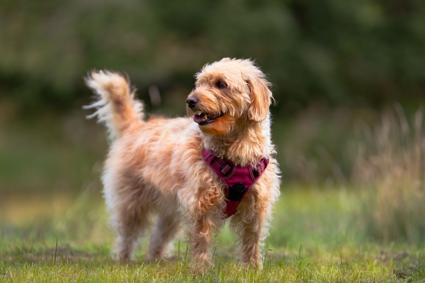 Labradoodle wearing a harness during an outdoor walk