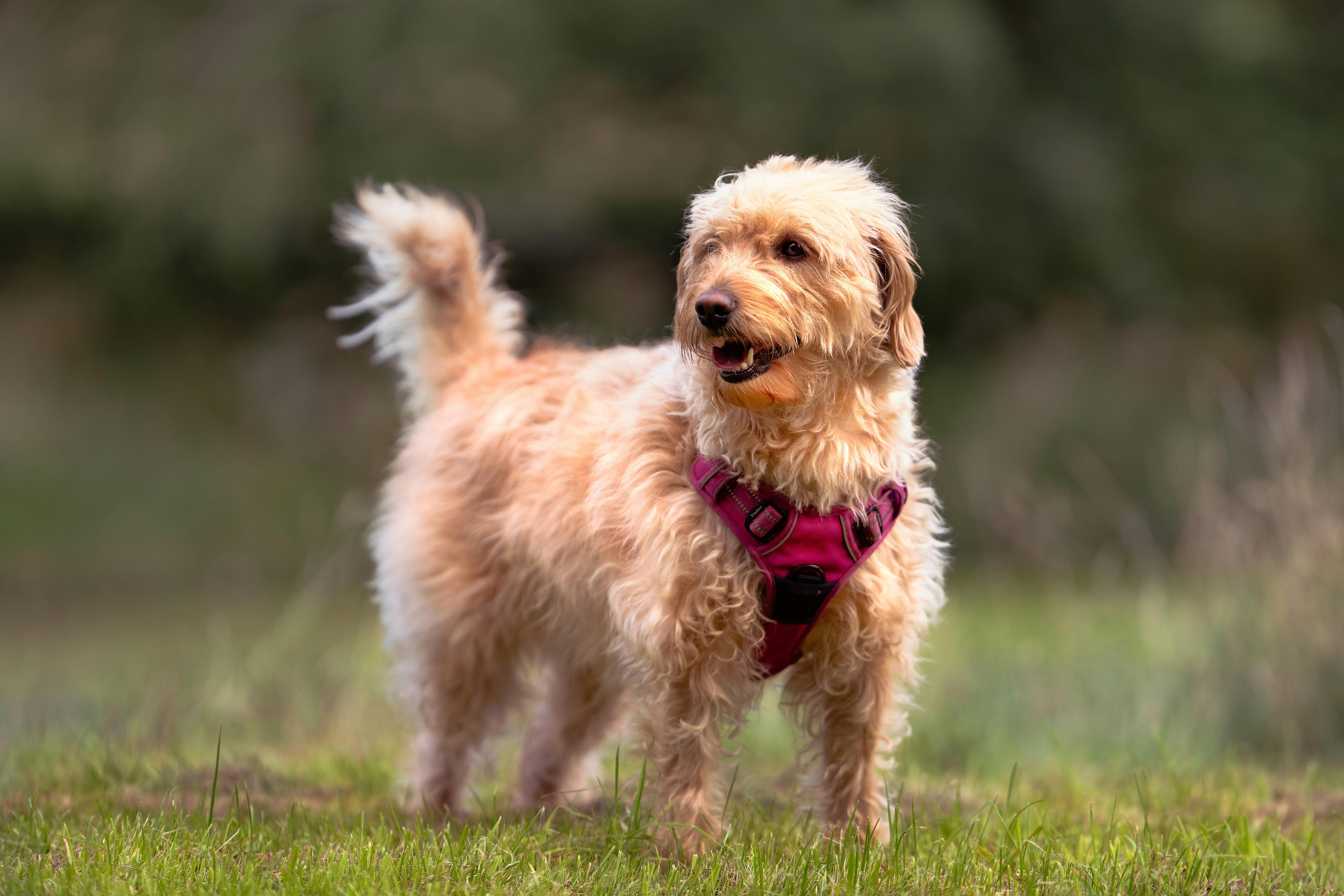 Cute Labradoodle dog with curly fur standing outdoors in nature.