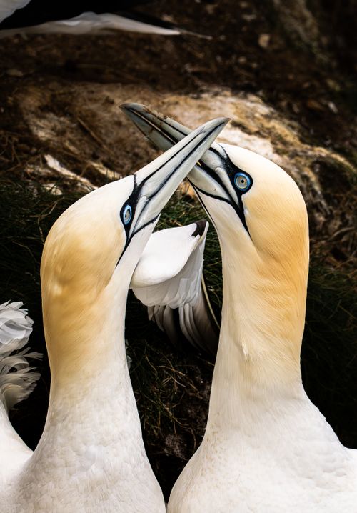 Free Close-up of two Northern Gannets performing a courtship dance on a rocky cliff. Stock Photo