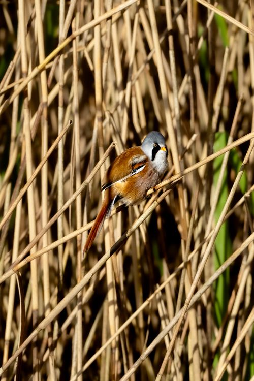 Free A bearded reedling bird resting among dry reeds in a natural wetland setting. Stock Photo