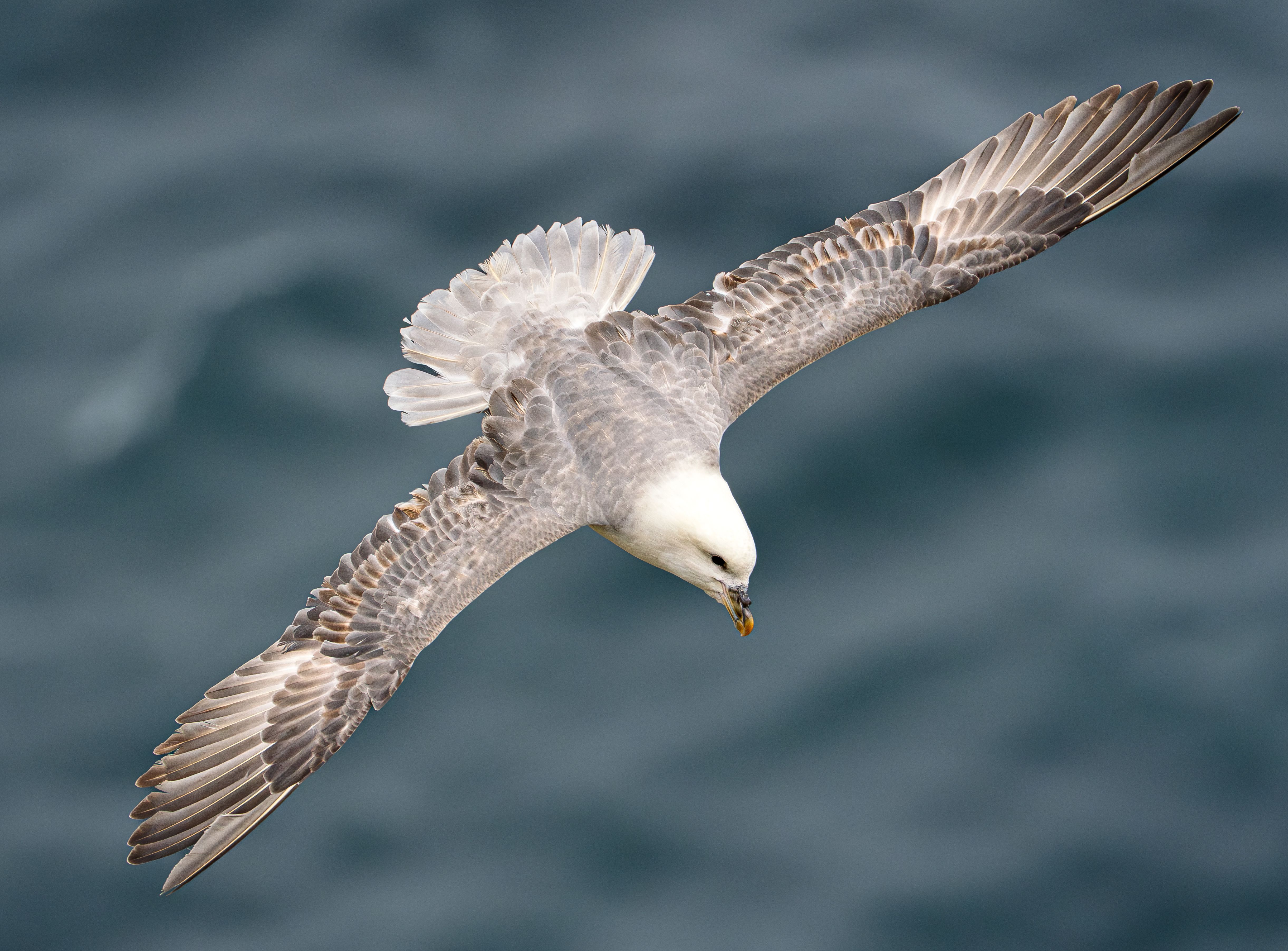 Fulmar British bird profile