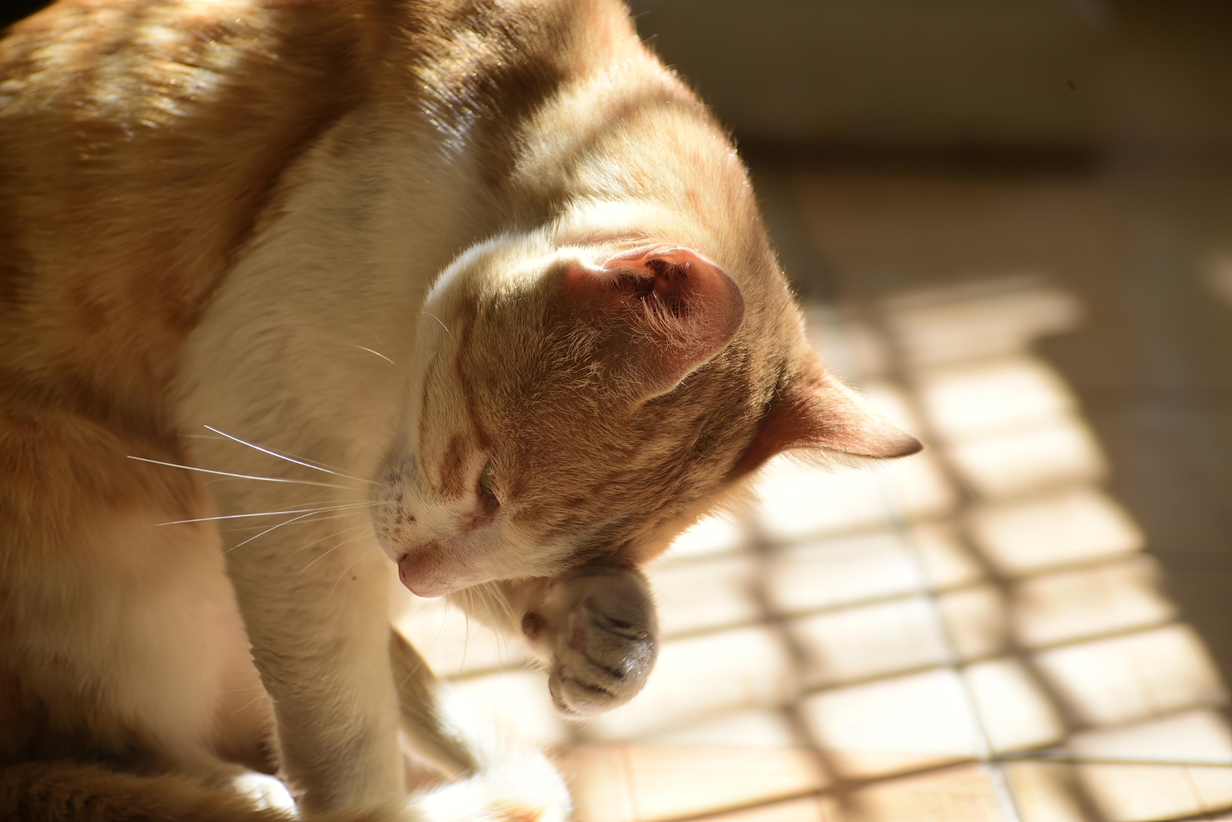 pet care pet grooming — Photo by Tanmay Adhikary on Pexels