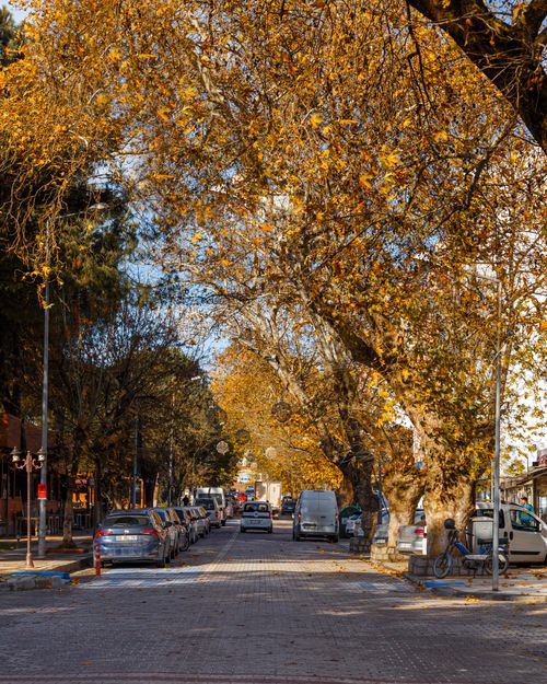 Free A calm city street lined with autumn trees and parked cars on a sunny day. Stock Photo
