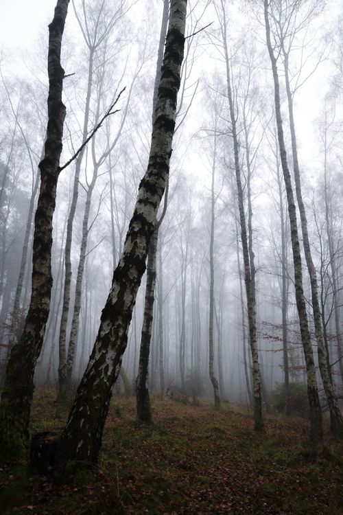 Free A serene misty birch forest with tall trees enveloped in fog, creating a calm atmosphere. Stock Photo
