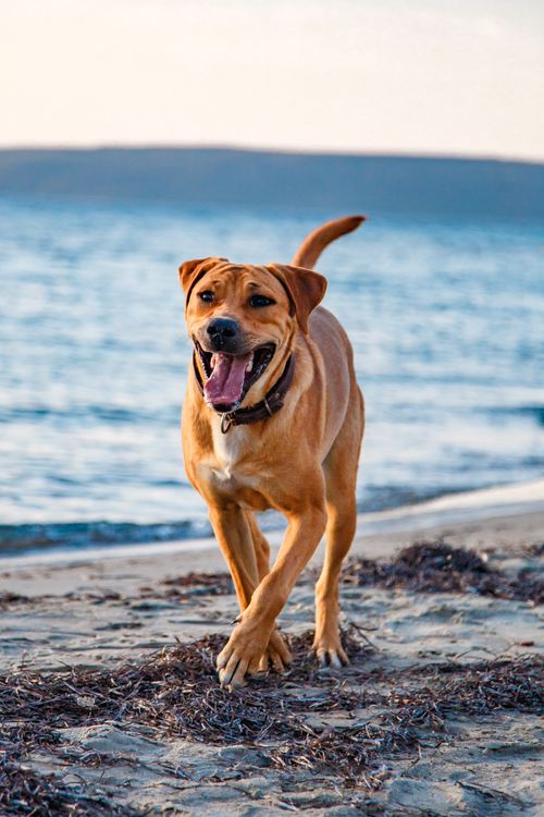 Free Labrador Retriever joyfully running along a sandy beach by the ocean. Captures the essence of playful freedom. Stock Photo
