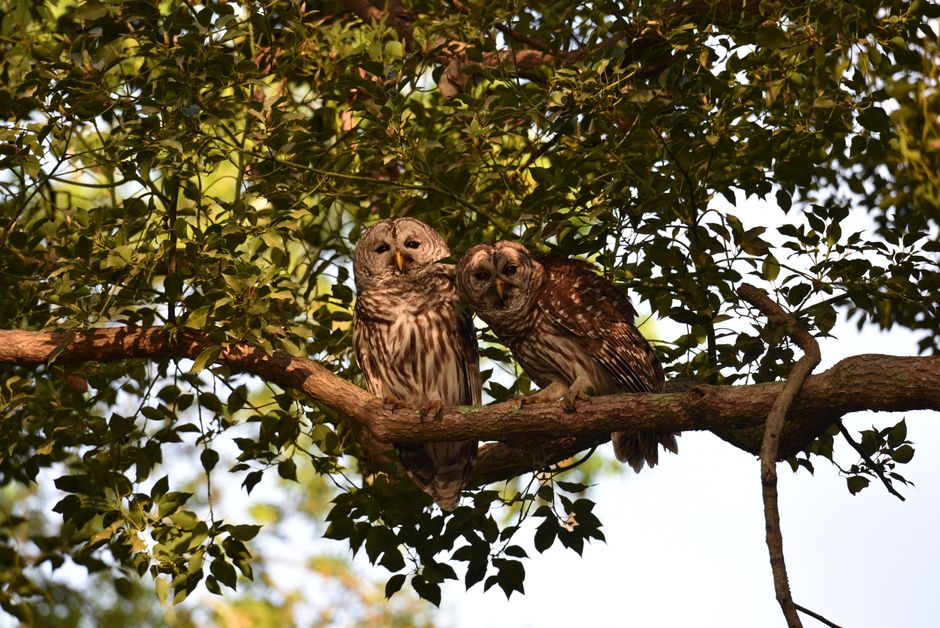 Two Barred Owls perched on a tree branch surrounded by green foliage.