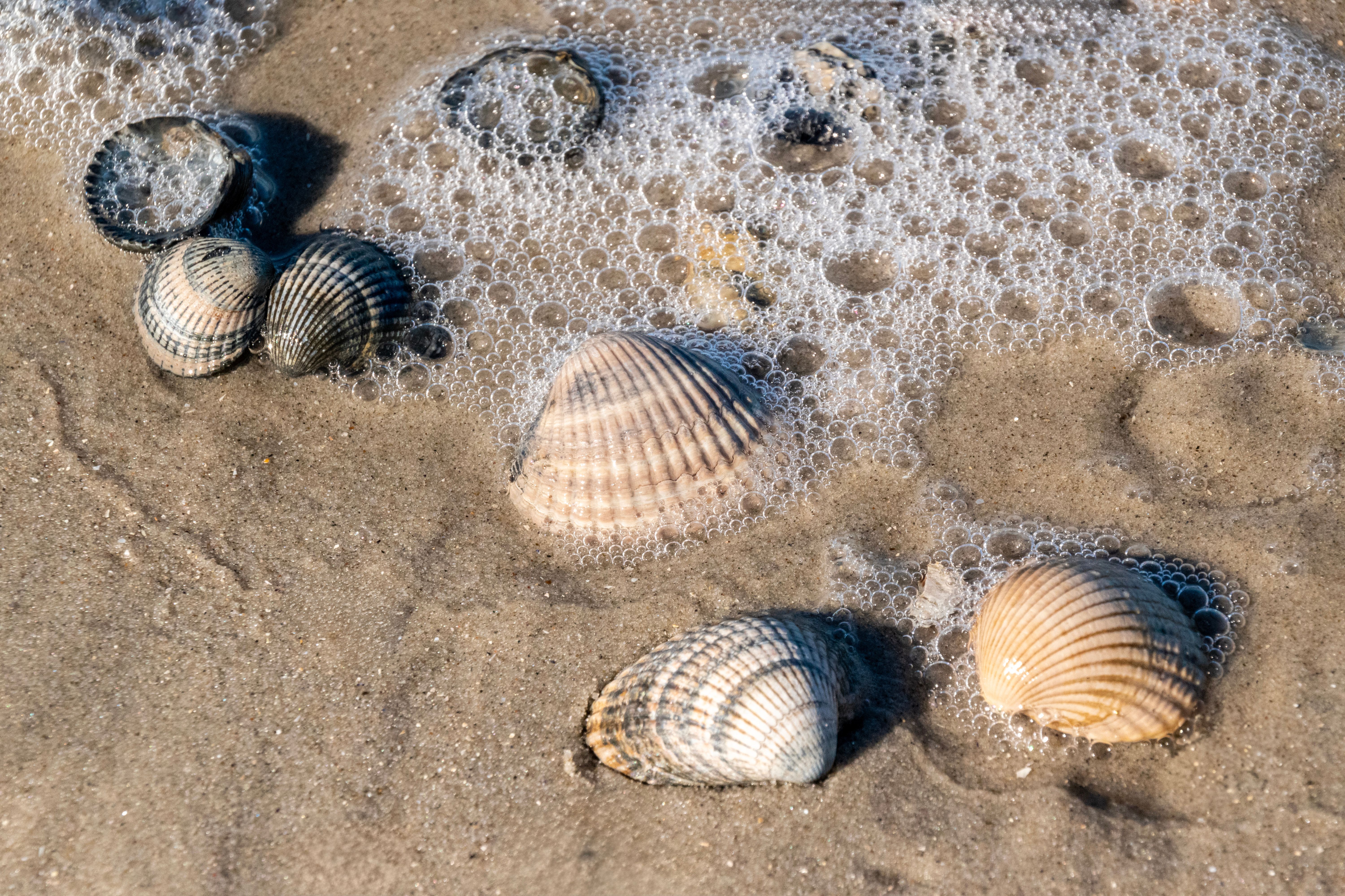 A close-up of seashells on a sandy beach with ocean foam, capturing a tranquil coastal scene.