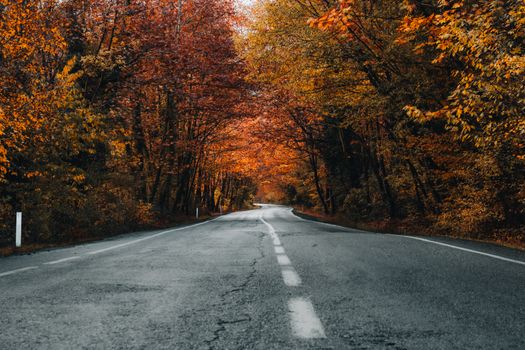 A picturesque road winding through vibrant autumn trees with colorful foliage.