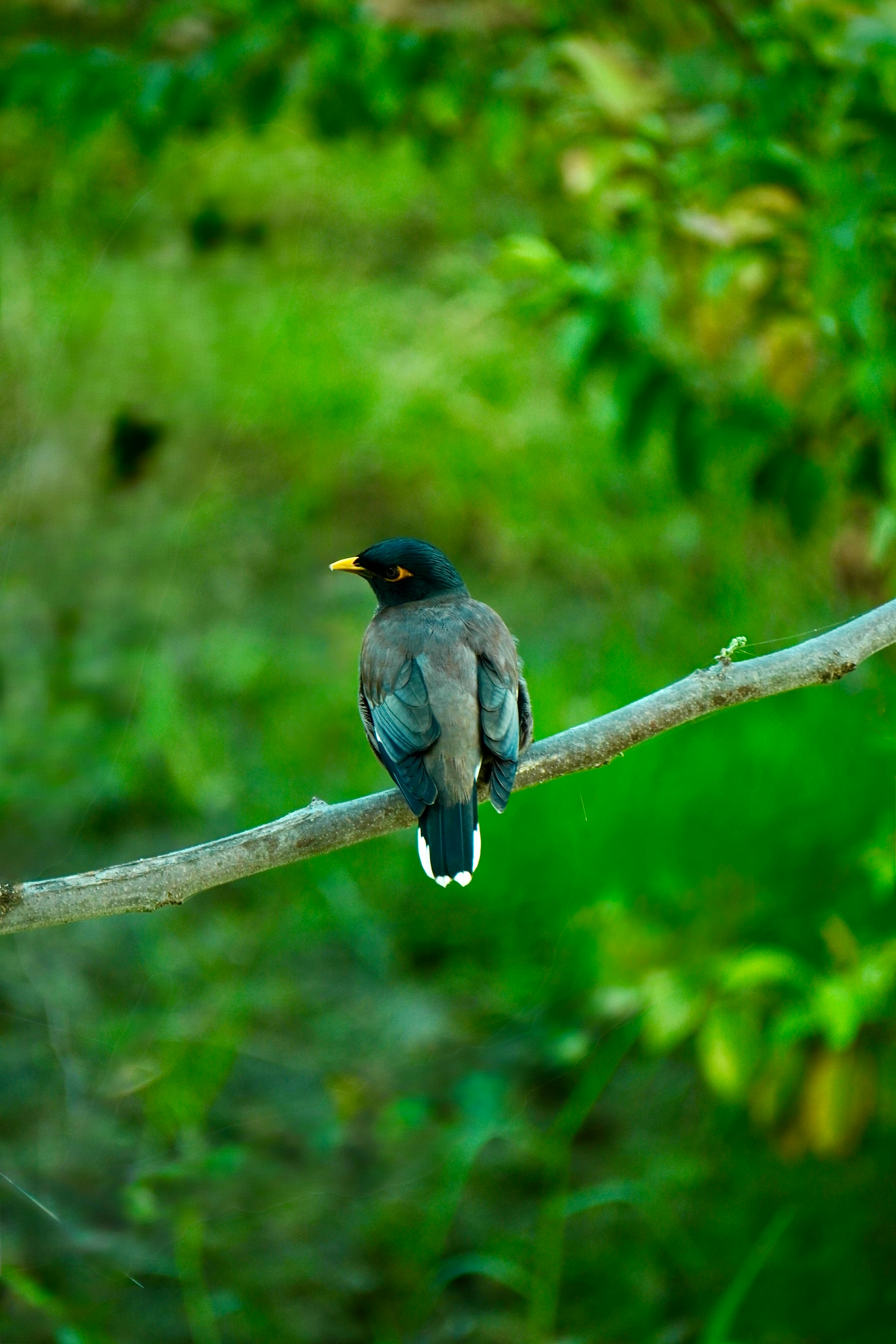 A vibrant common myna bird perched on a tree branch against lush green foliage in India.