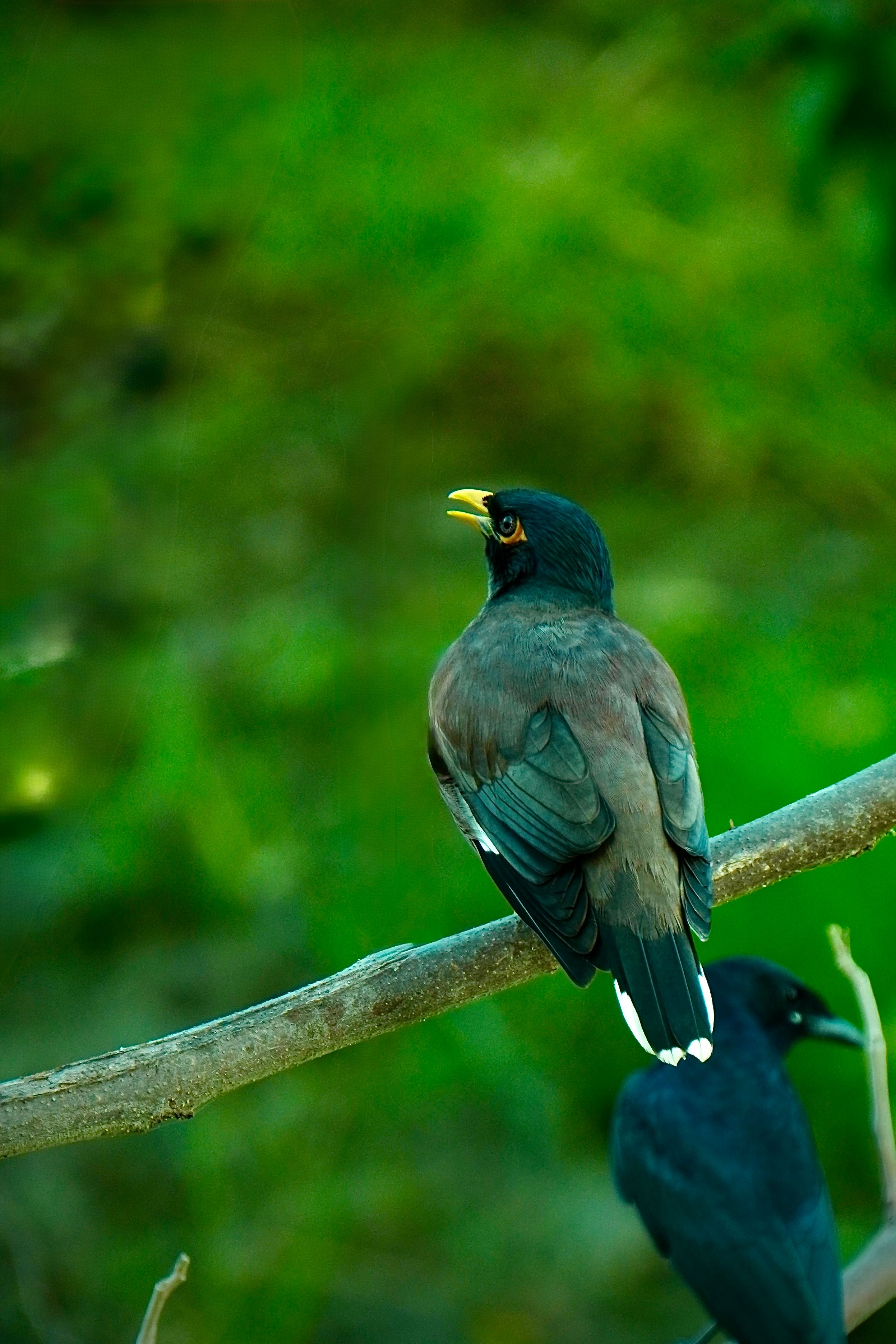 Vivid capture of a common mynah and jungle crow perched in lush greenery in India.