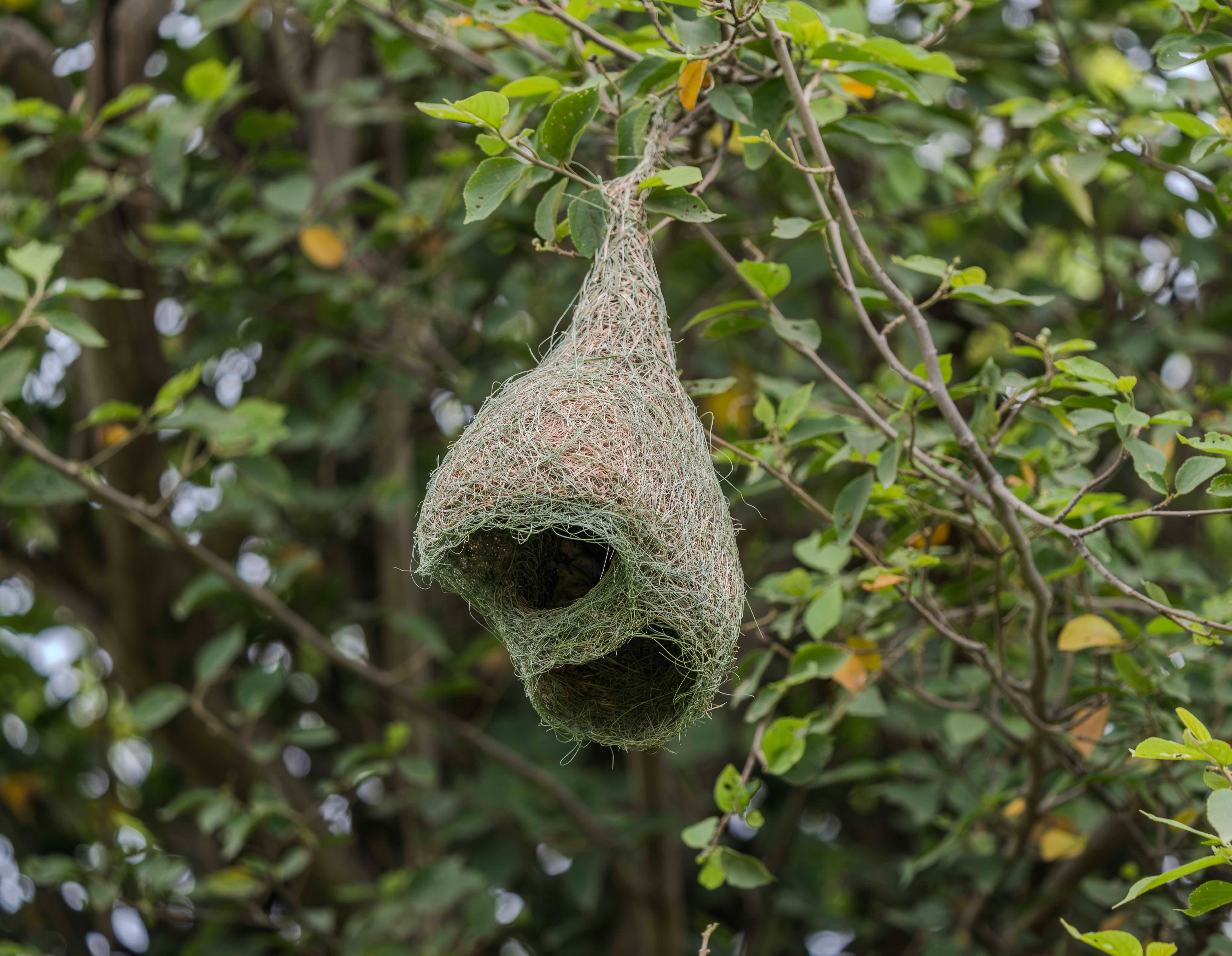Close-up of a woven bird nest suspended in tree branches showcasing nature's artistry.
