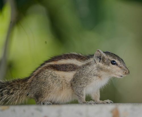 Free A detailed image of an Indian Palm Squirrel standing on a surface with a blurred green background. Stock Photo