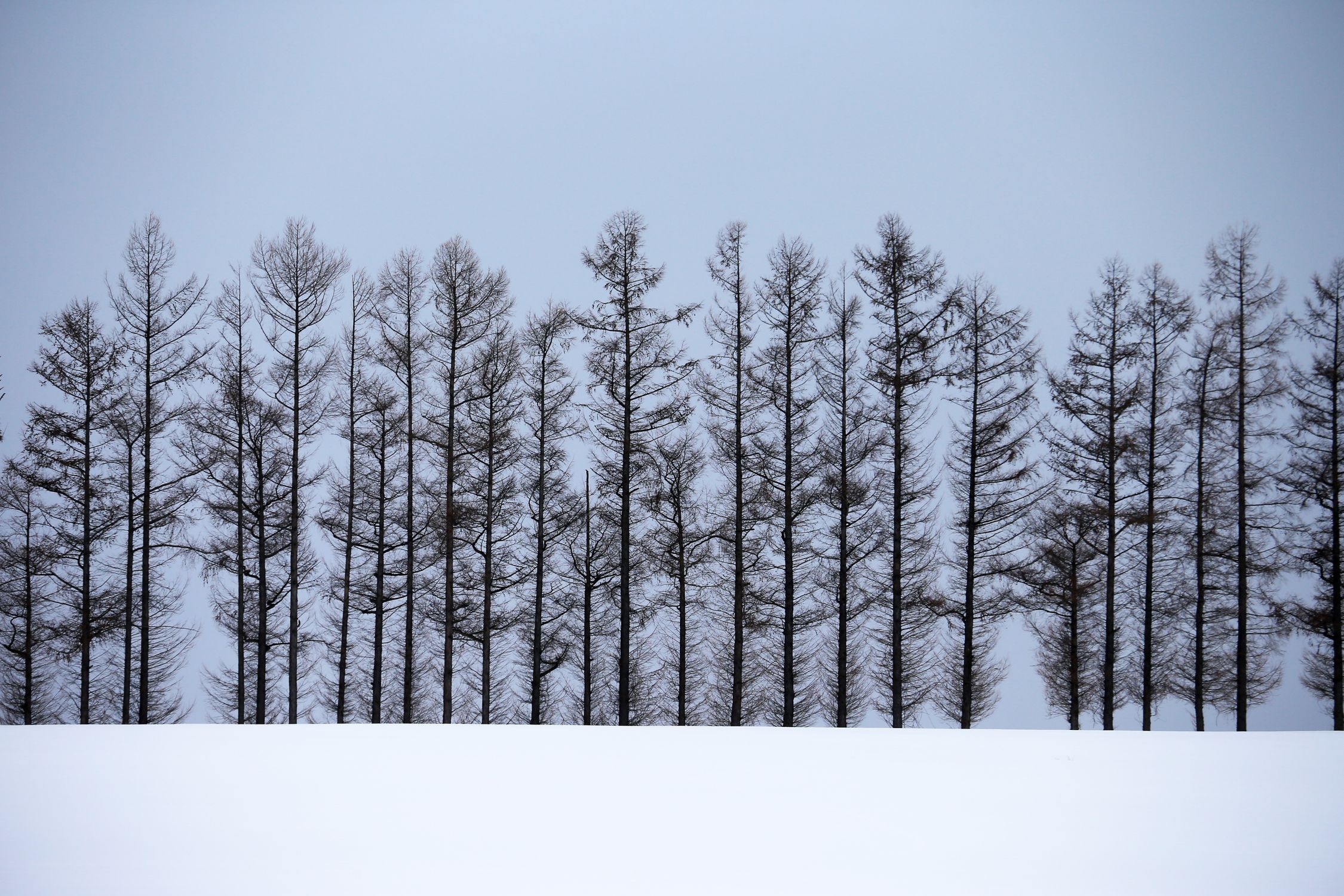 Snowy Winter Landscape with Bare Trees · Free Stock Photo