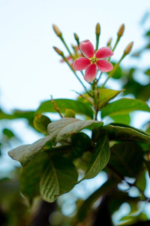 Free A vibrant pink Madhumalti flower in full bloom with green leaves, captured outdoors in natural light. Stock Photo