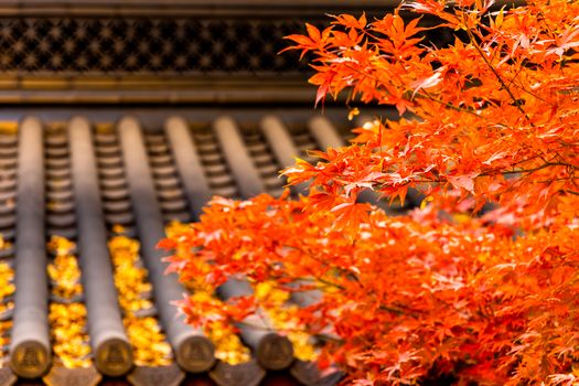 Lebendiger Baum & Herbst – Anime-Stil Hintergrundbild