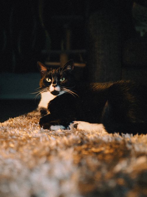 Free Tuxedo cat relaxing on a textured rug in warm indoor lighting. Stock Photo
