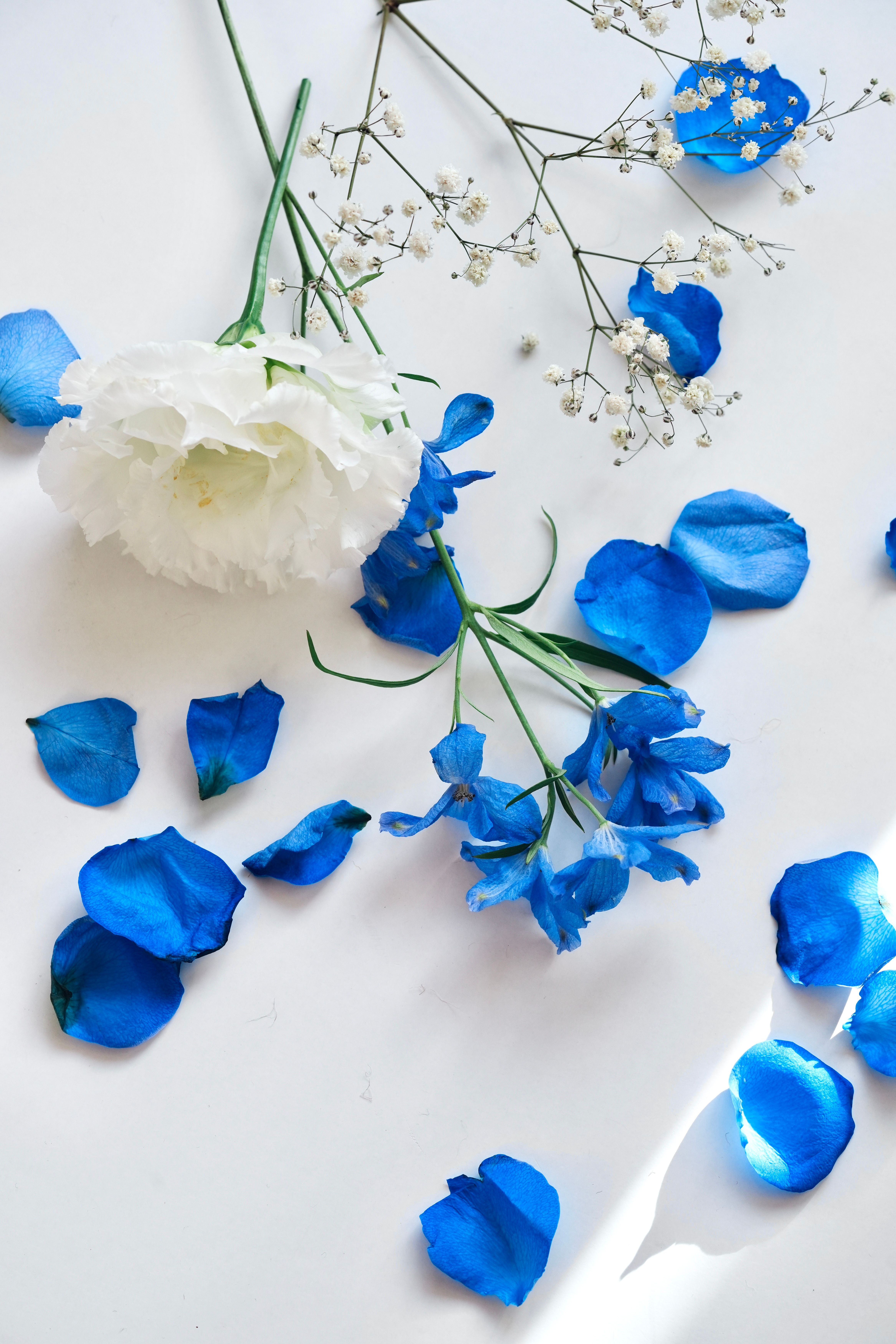 Fotomural Una mezcla cautivadora de flores azules y blancas con pétalos dispersos, perfecta para temas de naturaleza y decoración.