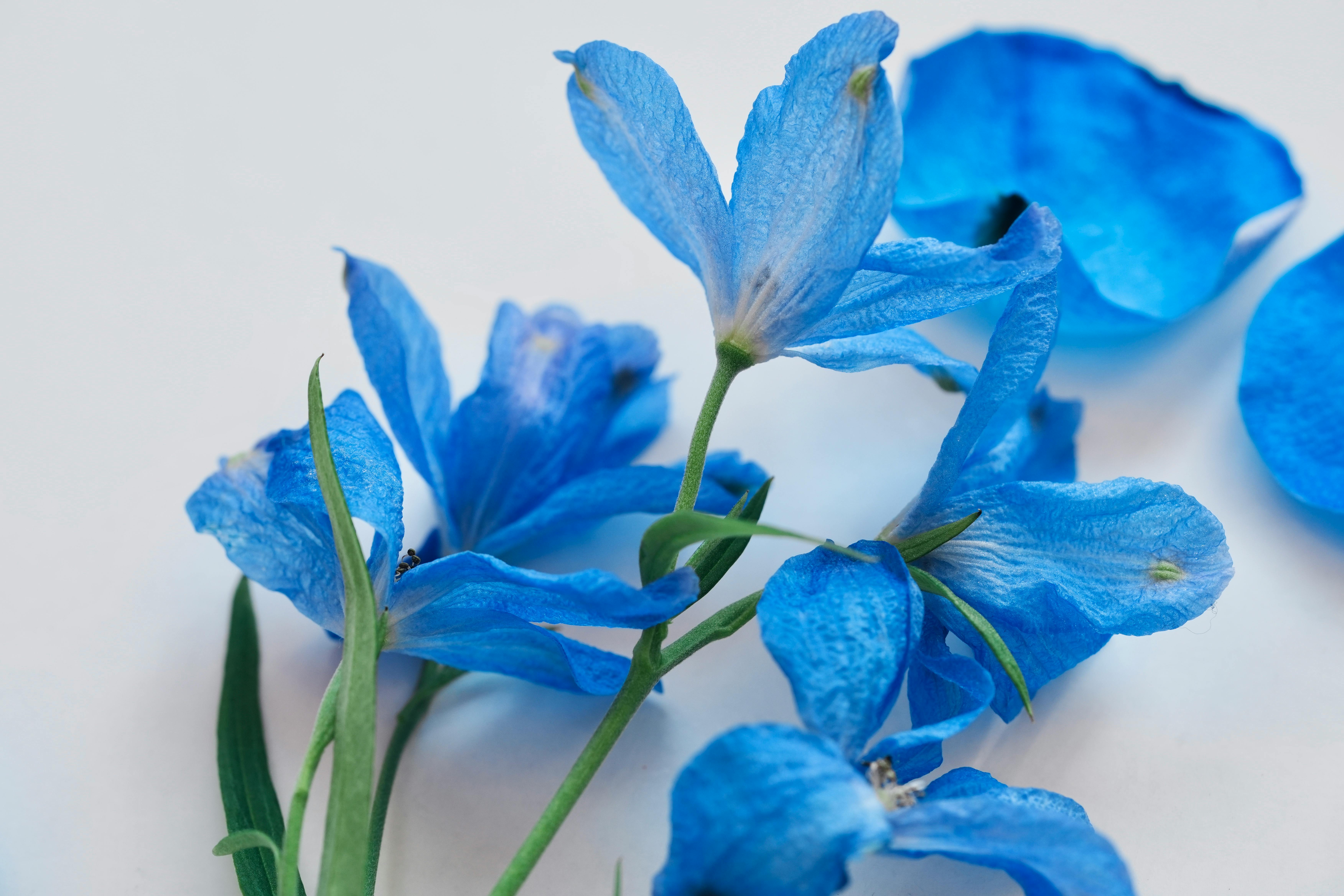 staking delphinium correctly with garden twine