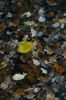 Image by Anna Klymenko