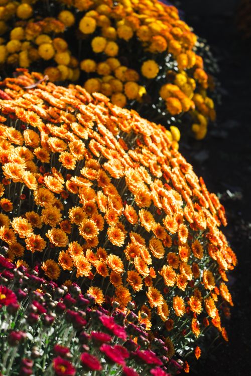 Free Bright orange and yellow chrysanthemums blooming in a garden setting. Stock Photo
