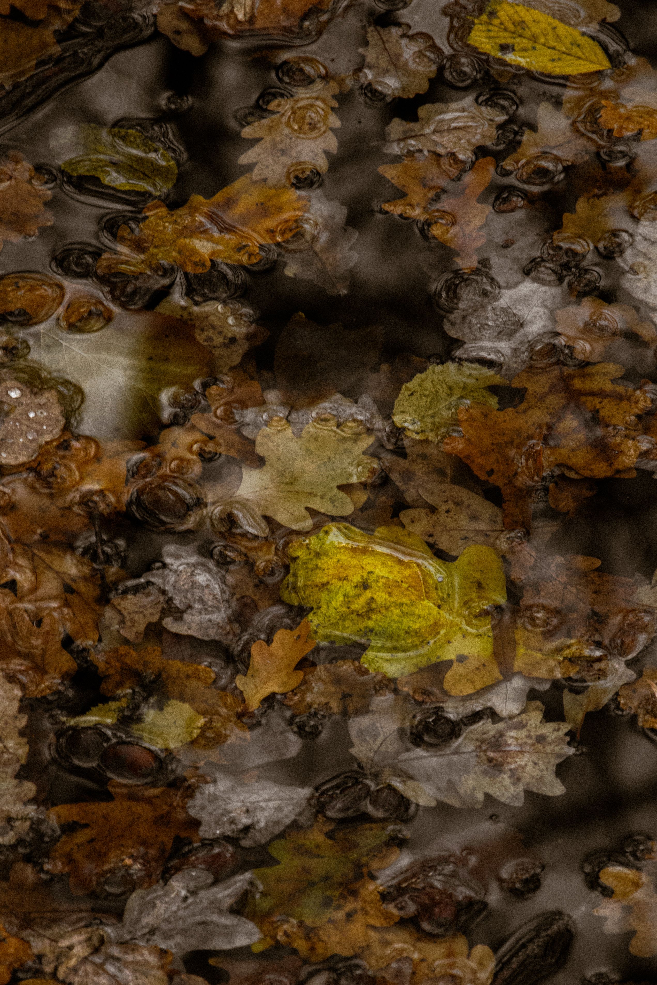 Autumn Leaves Floating in a Peaceful Stream · Free Stock Photo