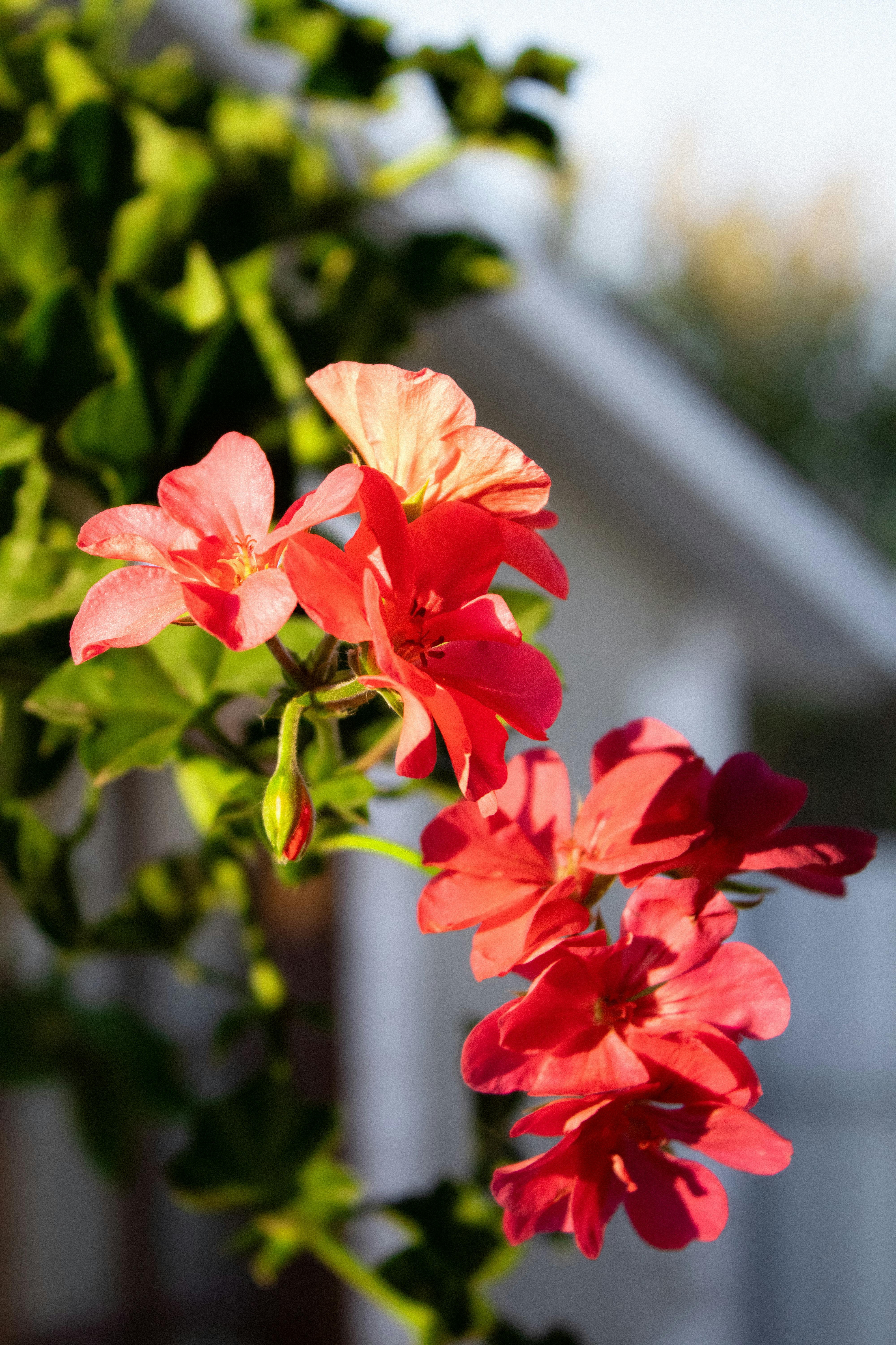 [ColoSach]-close-up-of-vibrant-red-geranium-flowers-glowing-in-warm-sunlight.