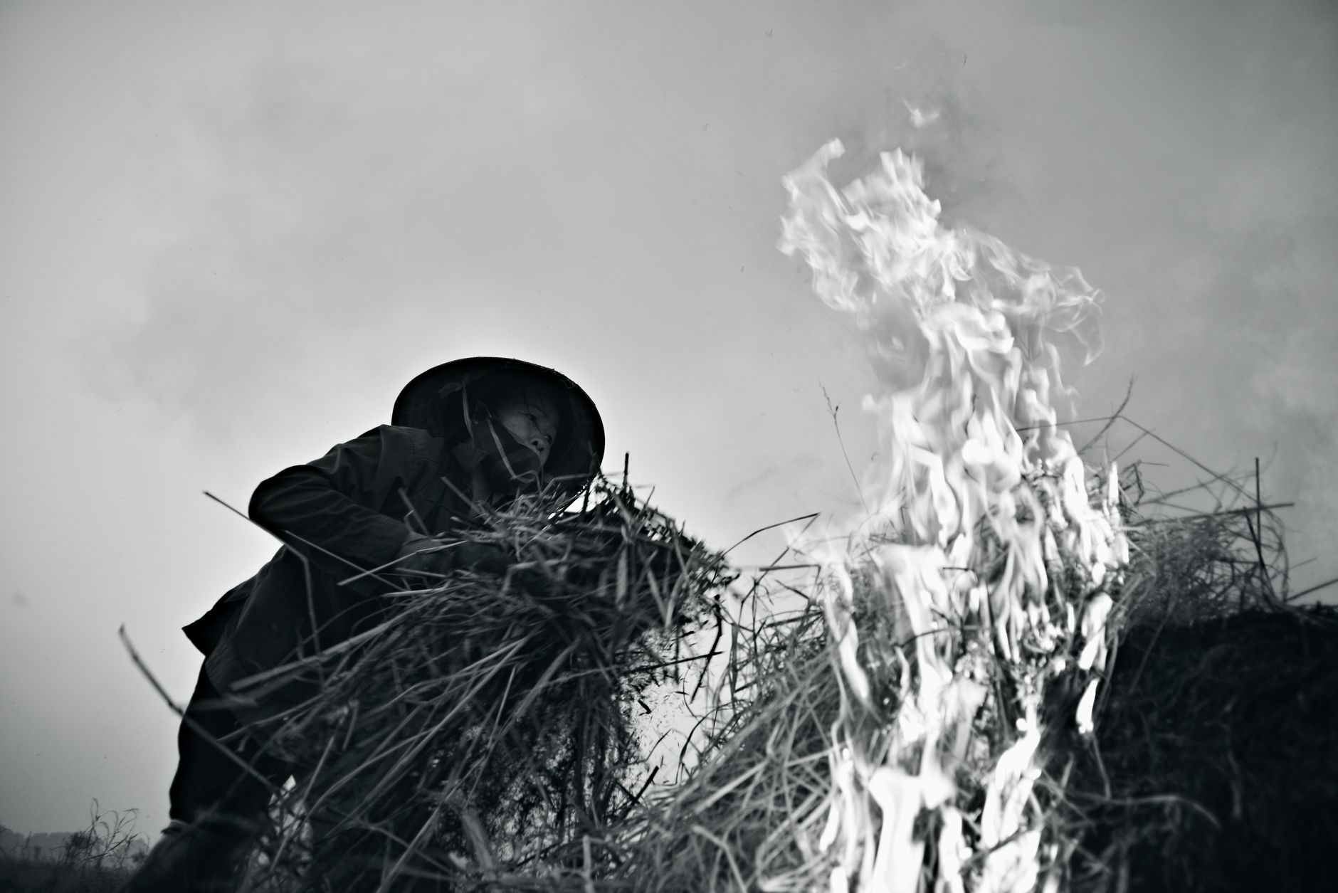 Illustration: Élevages en flammes : l'hécatombe silencieuse