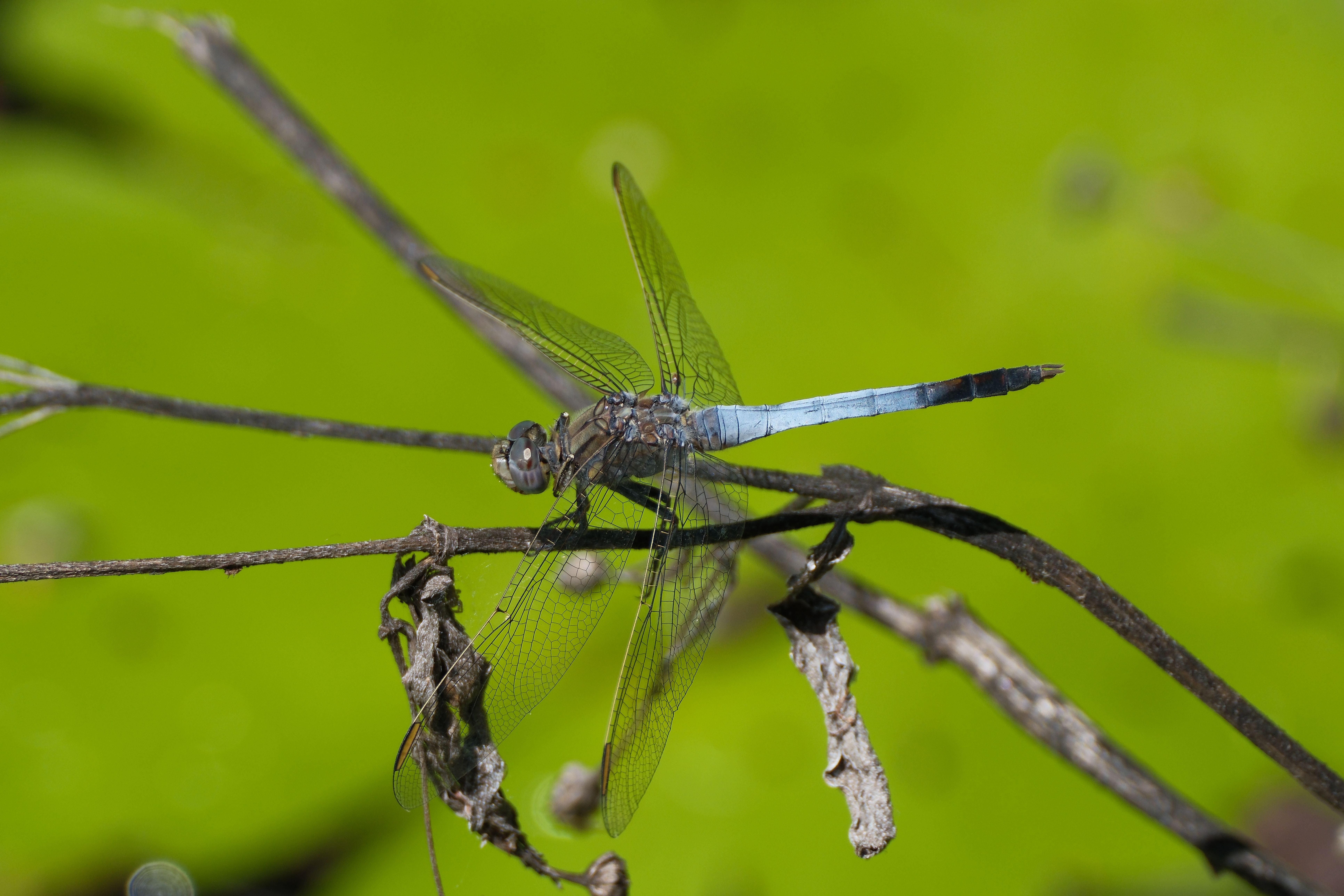 Close-Up of a Blue Dasher Dragonfly Resting · Free Stock Photo
