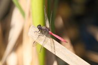 Vivid macro shot of a red dragonfly perched on a brown twig against a natural background.