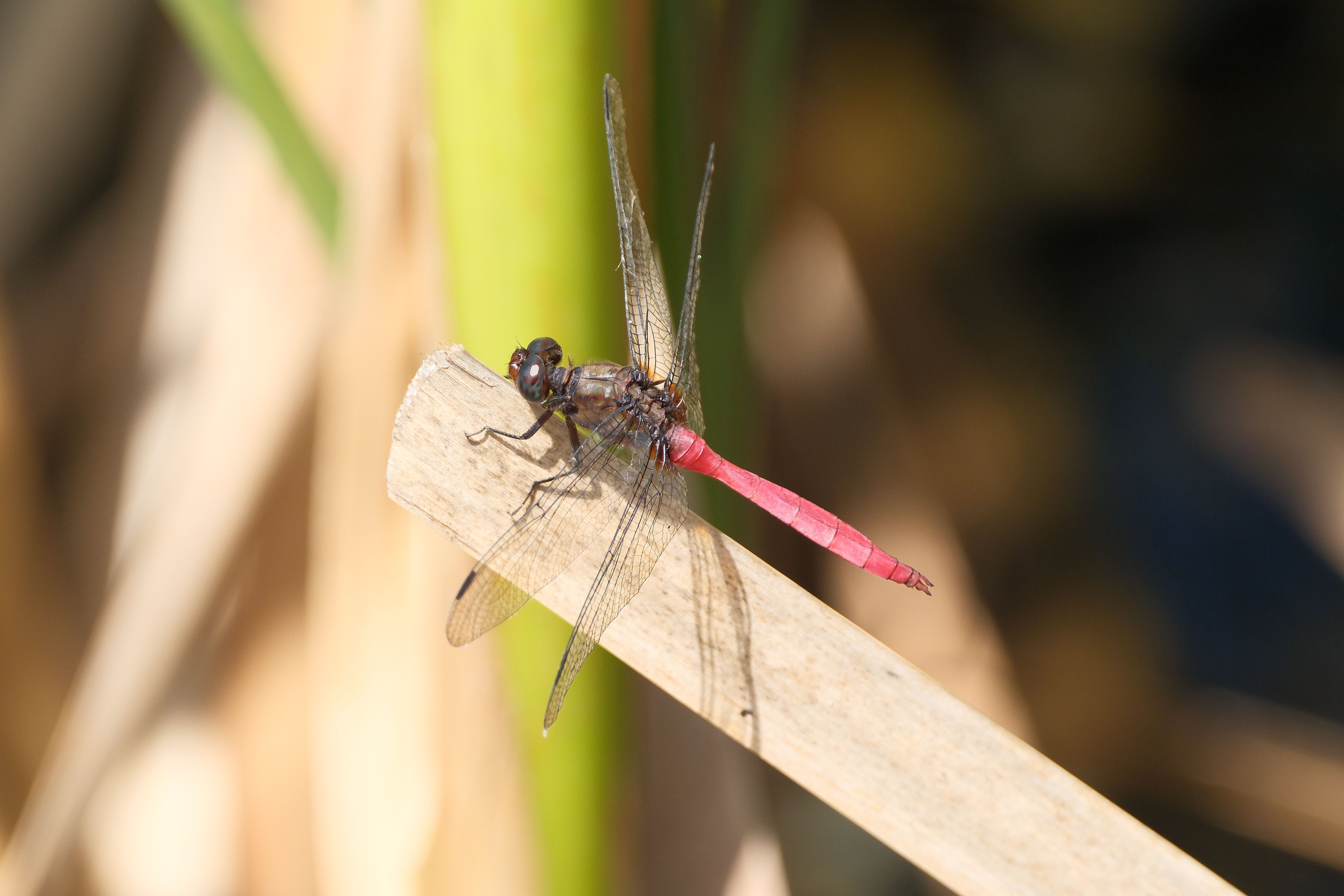 Close-up of Red Dragonfly Resting on a Stick · Free Stock Photo