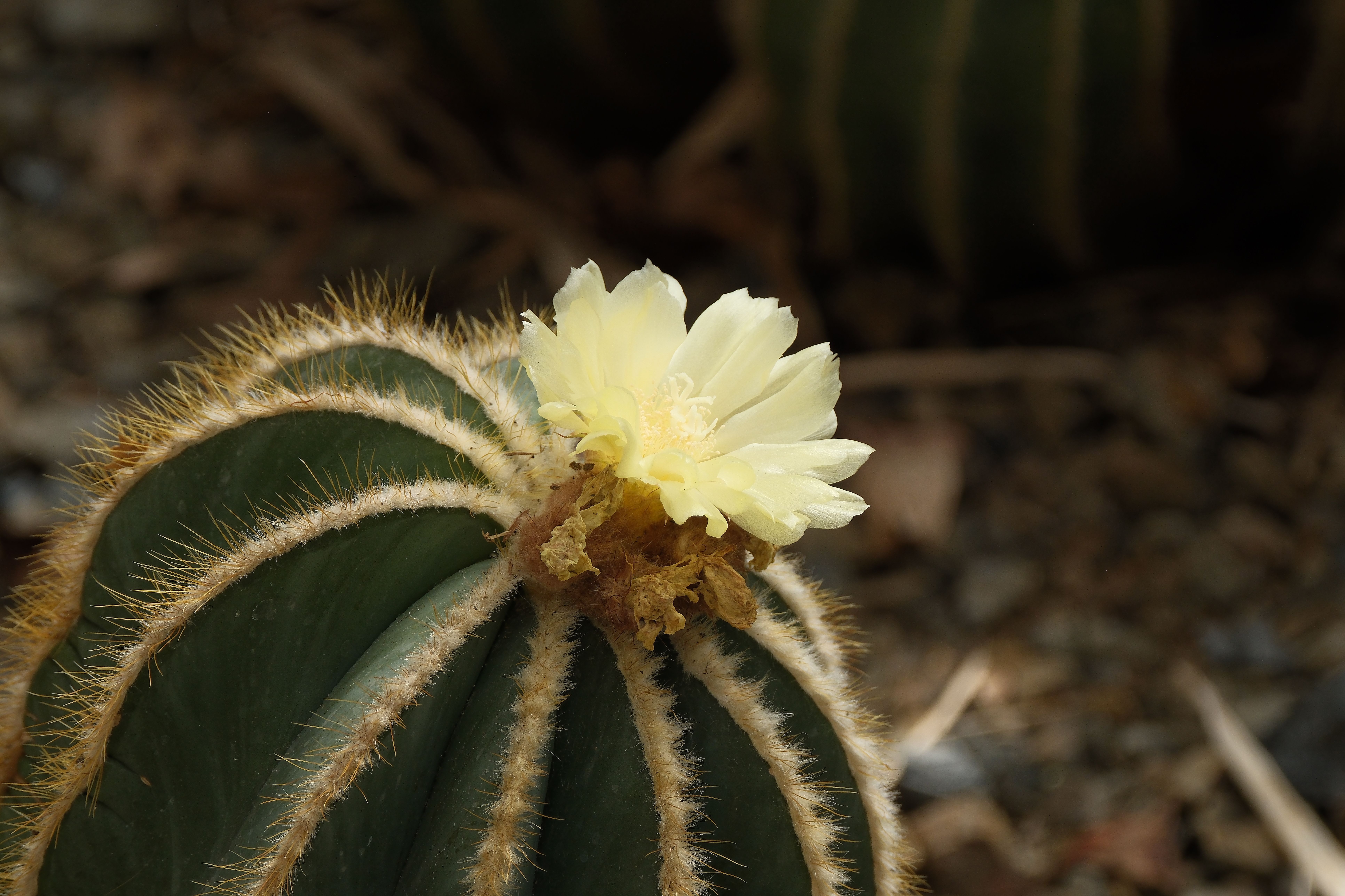 outdoor cactus Cereus Cactus Plant-UV Treated