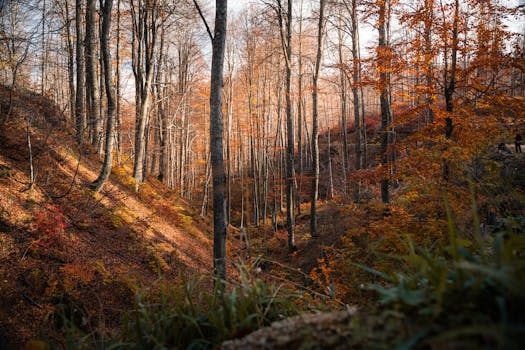 Serene forest scene with vibrant autumn colors and dramatic light contrasts.